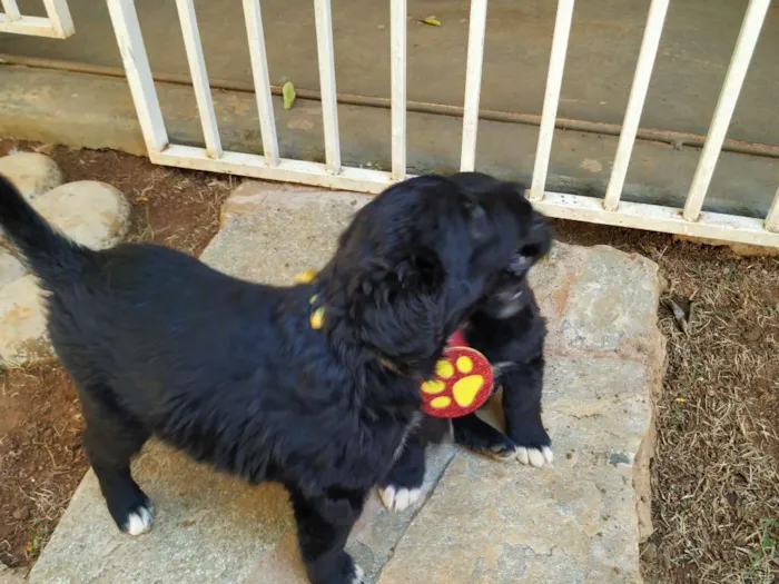 Cachorro raça Sem raça definida idade Abaixo de 2 meses nome Luna e Bel