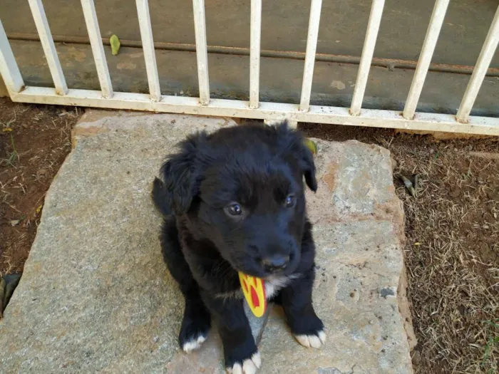 Cachorro raça Sem raça definida idade Abaixo de 2 meses nome Luna e Bel