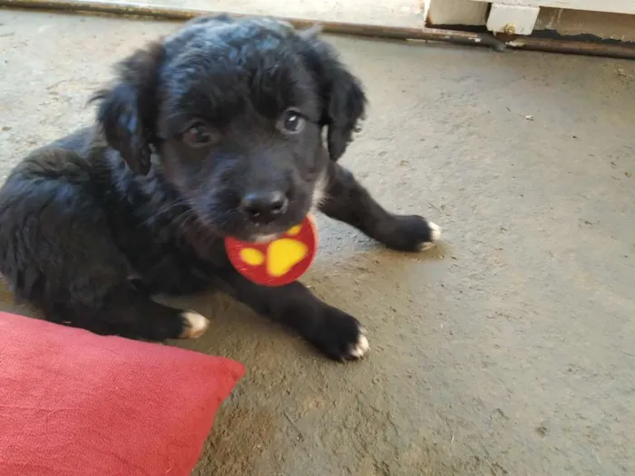 Cachorro raça Sem raça definida idade Abaixo de 2 meses nome Luna e Bel