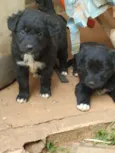 Luna e Bel
