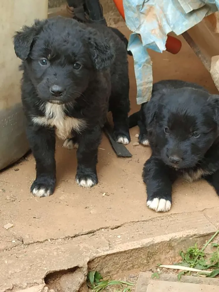Cachorro raça Sem raça definida idade Abaixo de 2 meses nome Luna e Bel