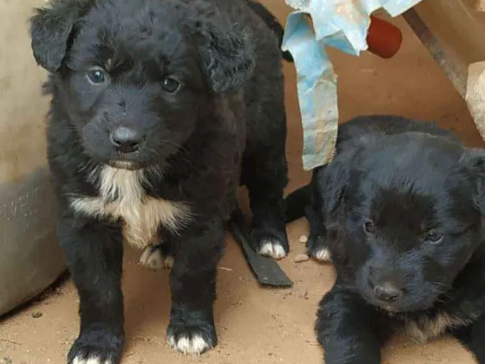 Cachorro raça Sem raça definida idade Abaixo de 2 meses nome Luna e Bel