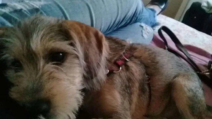 Cachorro ra a Vira lata com mistura idade 7 a 11 meses nome Thor