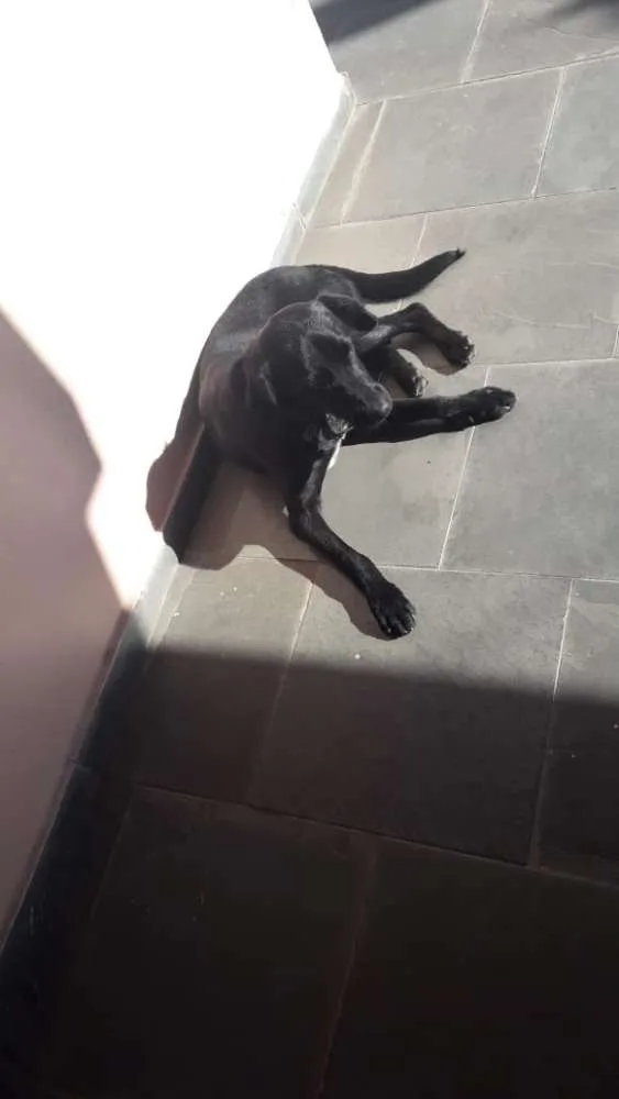 Cachorro ra a SRD idade 1 ano nome Doug