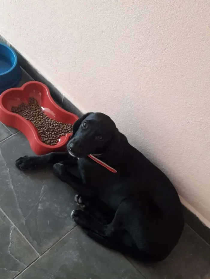 Cachorro ra a SRD idade 1 ano nome Doug