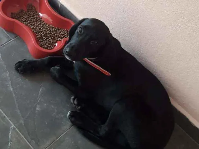 Cachorro ra a SRD idade 1 ano nome Doug