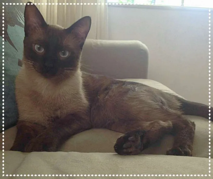 Gato ra a srd idade 2 anos nome Principe