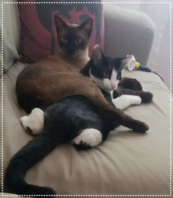 Gato ra a srd idade 2 anos nome Principe