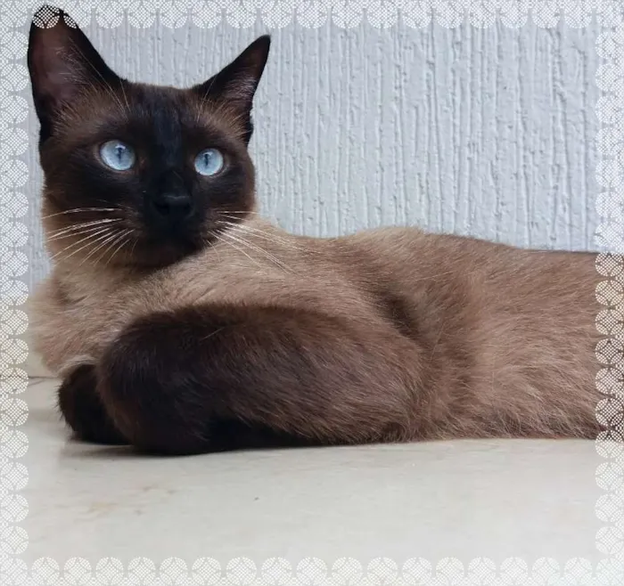 Gato ra a srd idade 2 anos nome Principe
