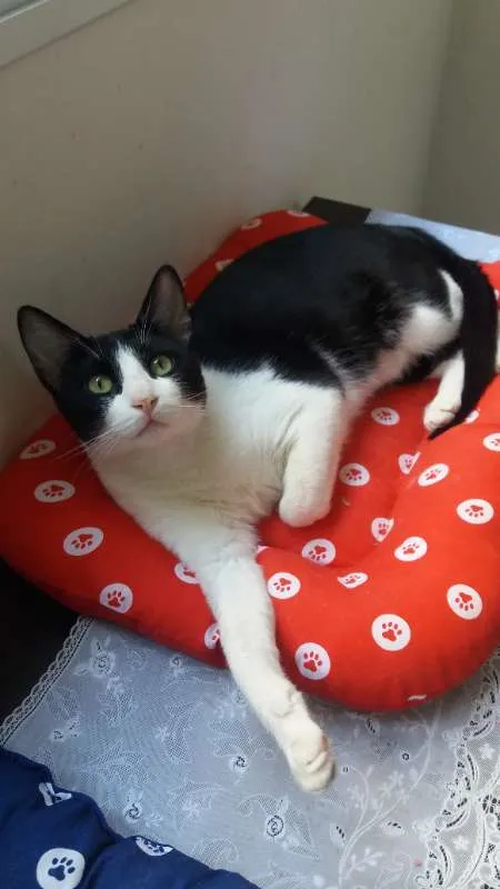 Gato ra a srd idade 2 anos nome Chu