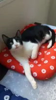 Chu