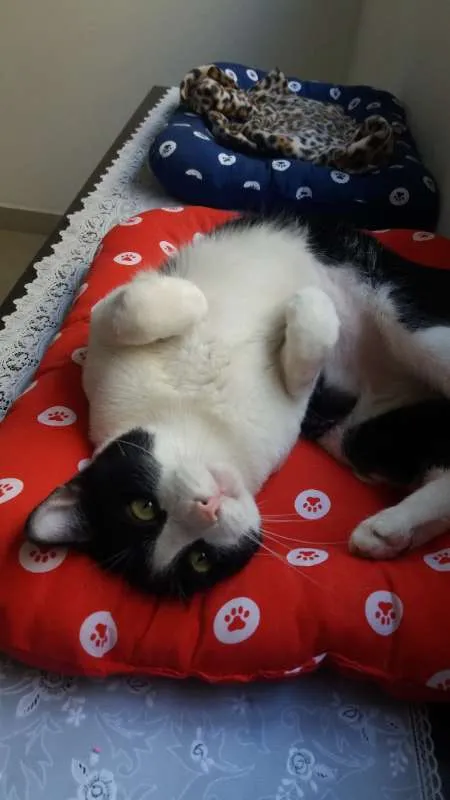 Gato ra a srd idade 2 anos nome Chu