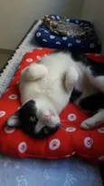 Chu
