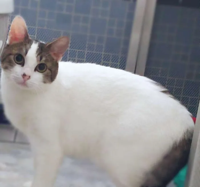 Gato ra a srd idade 1 ano nome Maria Helena