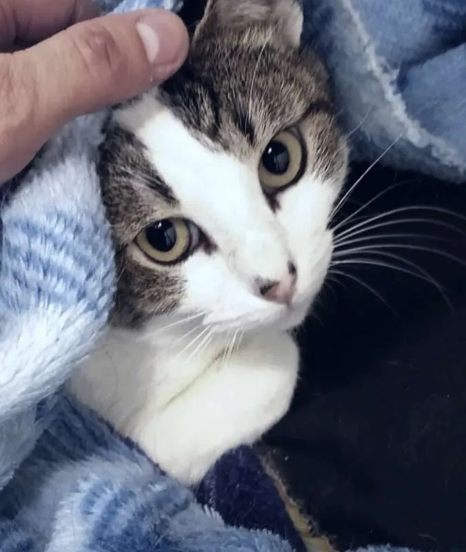 Gato ra a srd idade 1 ano nome Maria Helena