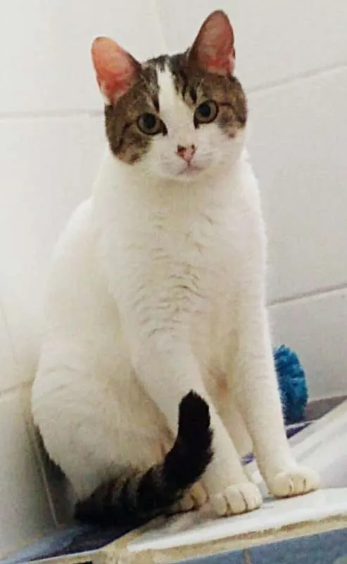 Gato ra a srd idade 1 ano nome Maria Helena