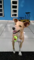 pitucha