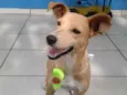 pitucha