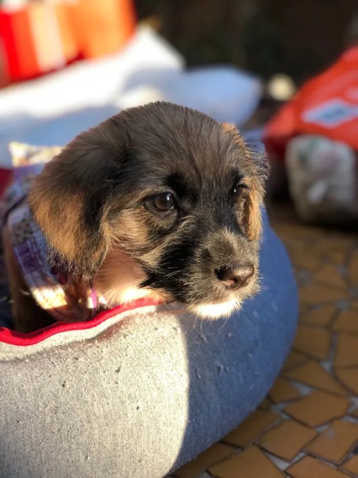 Cachorro ra a Srd idade  nome Cacau