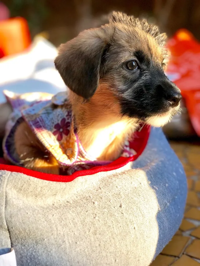 Cachorro ra a Srd idade  nome Cacau
