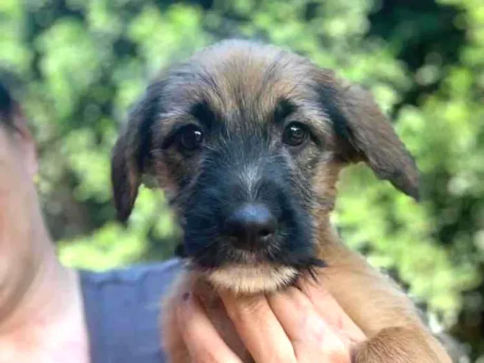 Cachorro ra a Srd idade  nome Cacau