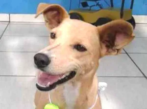 Cachorro raça vira lata idade 1 ano nome pitucha