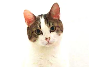 Gato raça srd idade 1 ano nome Maria Helena