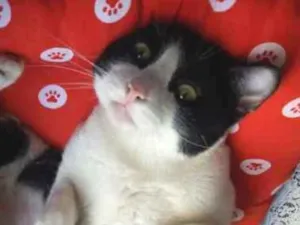 Gato raça srd idade 2 anos nome Chu