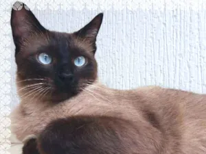 Gato raça srd idade 2 anos nome Principe
