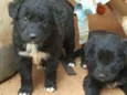 Luna e Bel