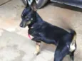 Júnior