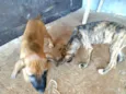 Magia e Belo