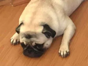Cachorro raça Pug idade 4 anos nome Olívia