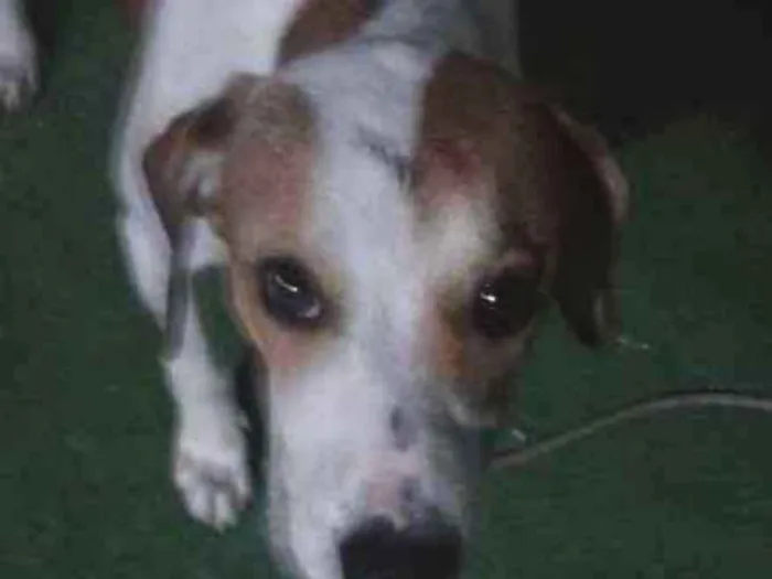 Cachorro ra a pittbullcom americano  idade 1 ano nome spayk