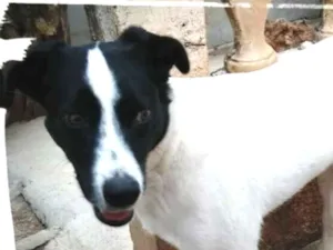 Cachorro raça SRD idade 3 anos nome Topolino