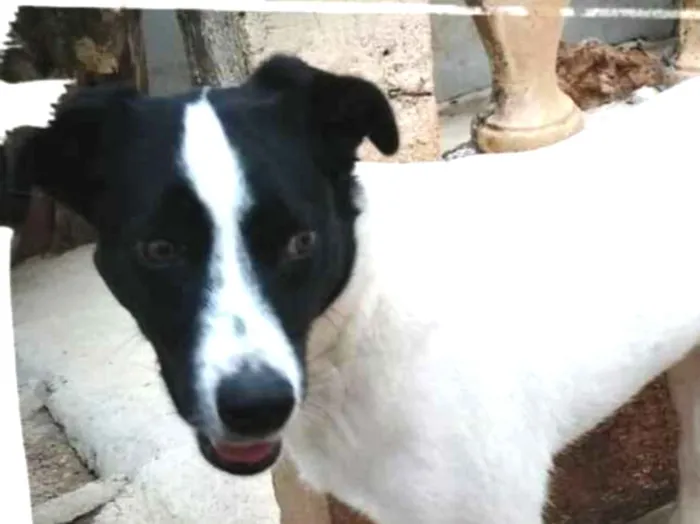 Cachorro ra a SRD idade 3 anos nome Topolino