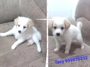 Cachorro raça Srd idade 2 a 6 meses nome Filhotes
