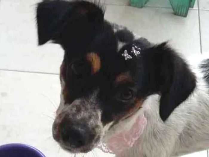 Cachorro ra a SRD idade 2 anos nome Maria