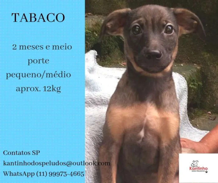 Cachorro ra a  idade 2 a 6 meses nome Tabaco Bebezinho