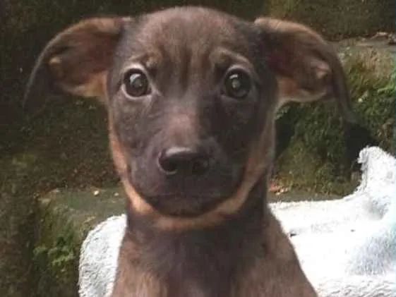 Cachorro ra a  idade 2 a 6 meses nome Tabaco Bebezinho
