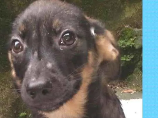 Cachorro ra a  idade 2 a 6 meses nome Diogo Bebezinho