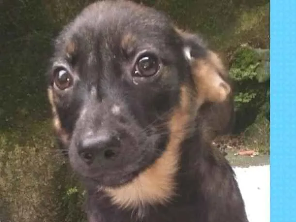 Cachorro ra a  idade 2 a 6 meses nome Diogo Bebezinho