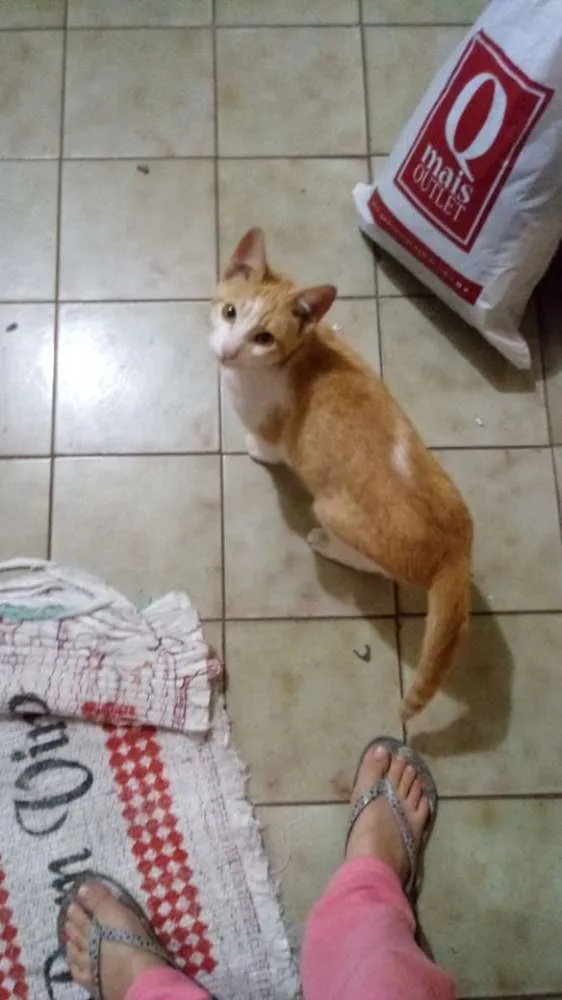 Gato ra a Vira lata idade 7 a 11 meses nome Mello