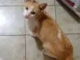 Mello