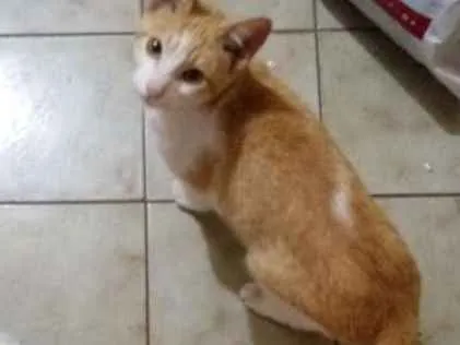 Gato ra a Vira lata idade 7 a 11 meses nome Mello