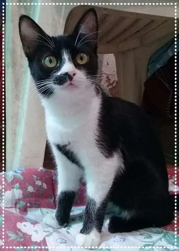 Gato ra a srd idade 1 ano nome Rebeca