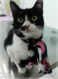 Rebeca
