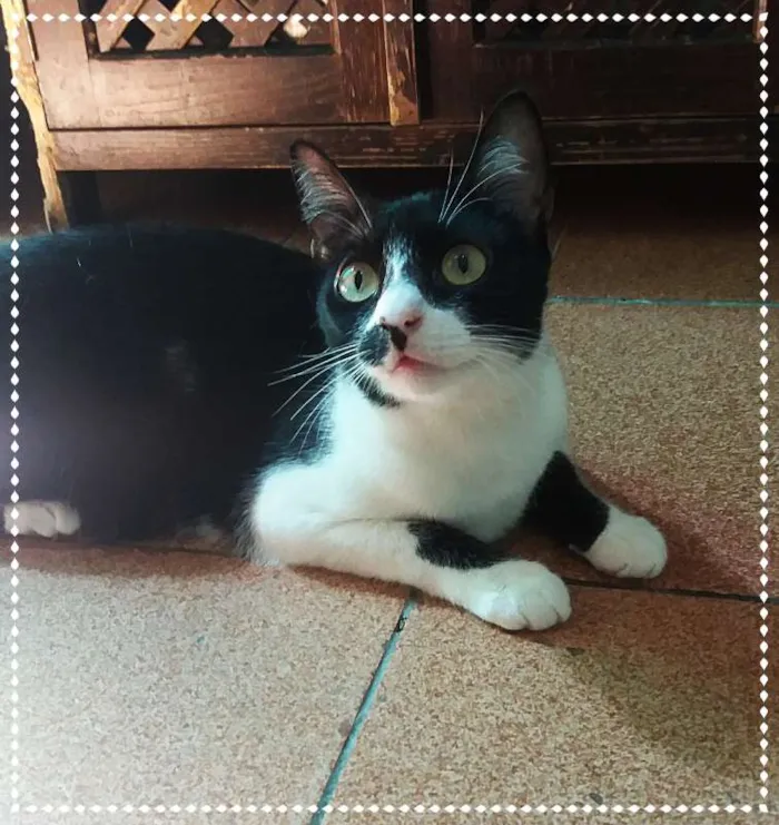 Gato ra a srd idade 1 ano nome Rebeca