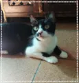 Rebeca
