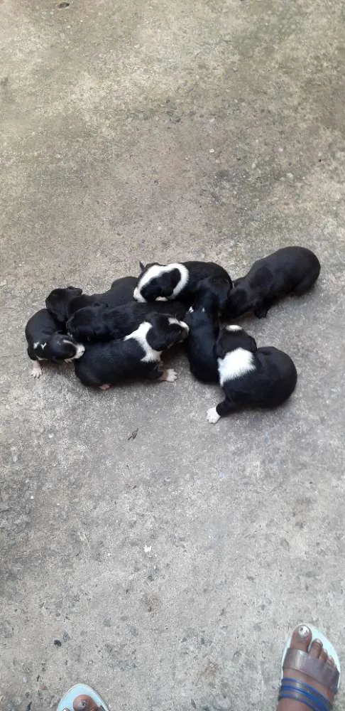 Cachorro ra a Acho q vira lata idade Abaixo de 2 meses nome Sem nomes